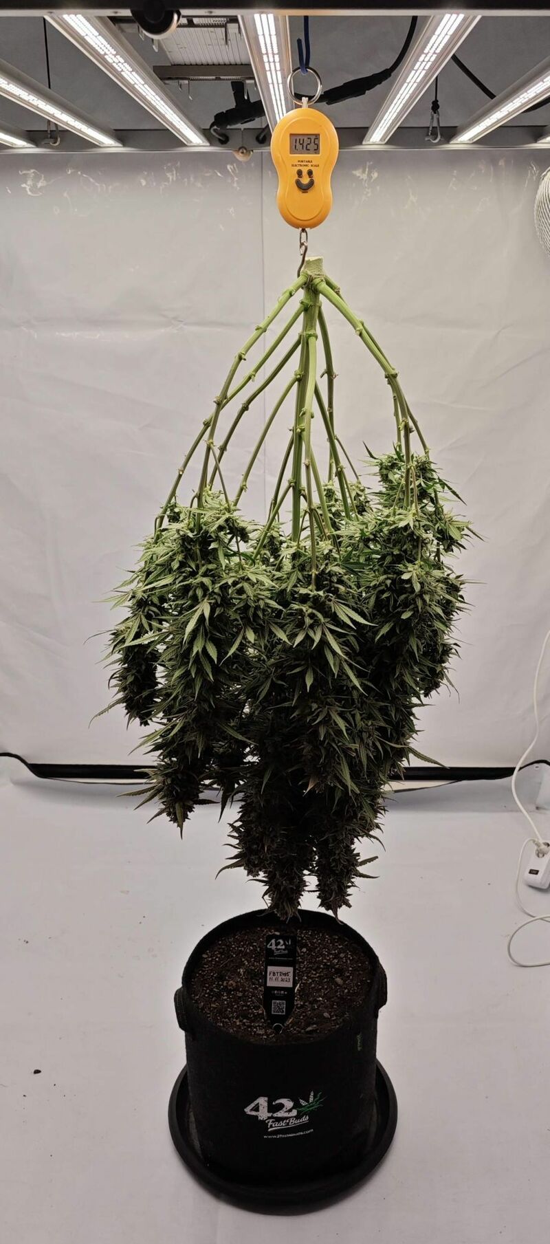 Sour Jealousy Auto, Фасовка: 3, изображение 9